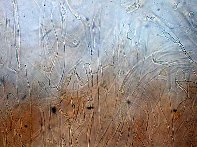 Cortinarius spec. Cod.:2392-7